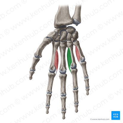 Musculus interosseus palmaris 2 (2. hohlhandseitiger Zwischenknochenmuskel); Bild: Yousun Koh