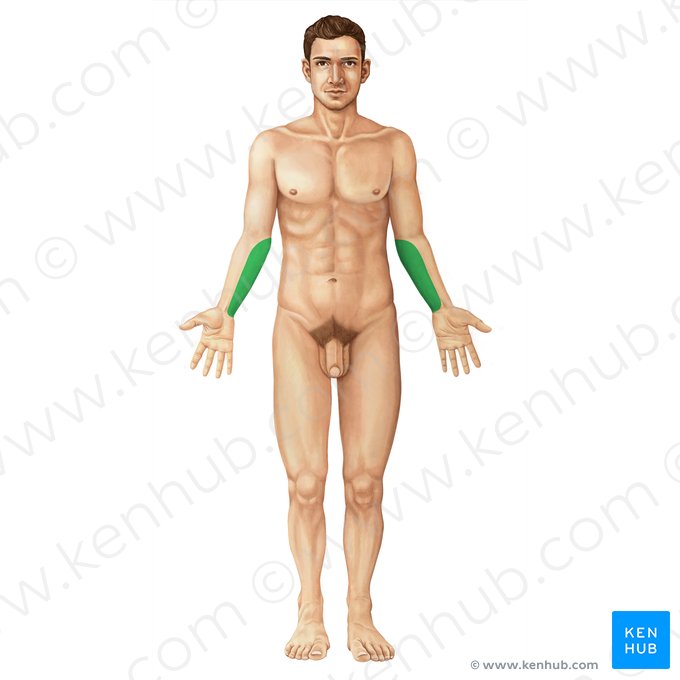 Ulnar (Ulnaris); Imagen: Yousun Koh