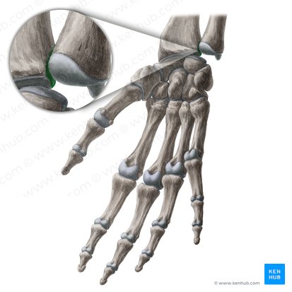 Ulnar notch of radius (Incisura ulnaris radii); Image: Yousun Koh