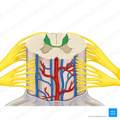 Corno posterior da medula espinal (Cornu posterius medullae spinalis); Imagem: Rebecca Betts