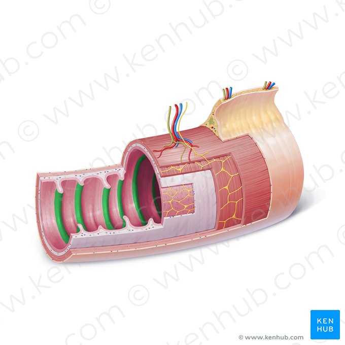 Pregas circulares (de Kerckring) (Plicae circulares); Imagem: Paul Kim