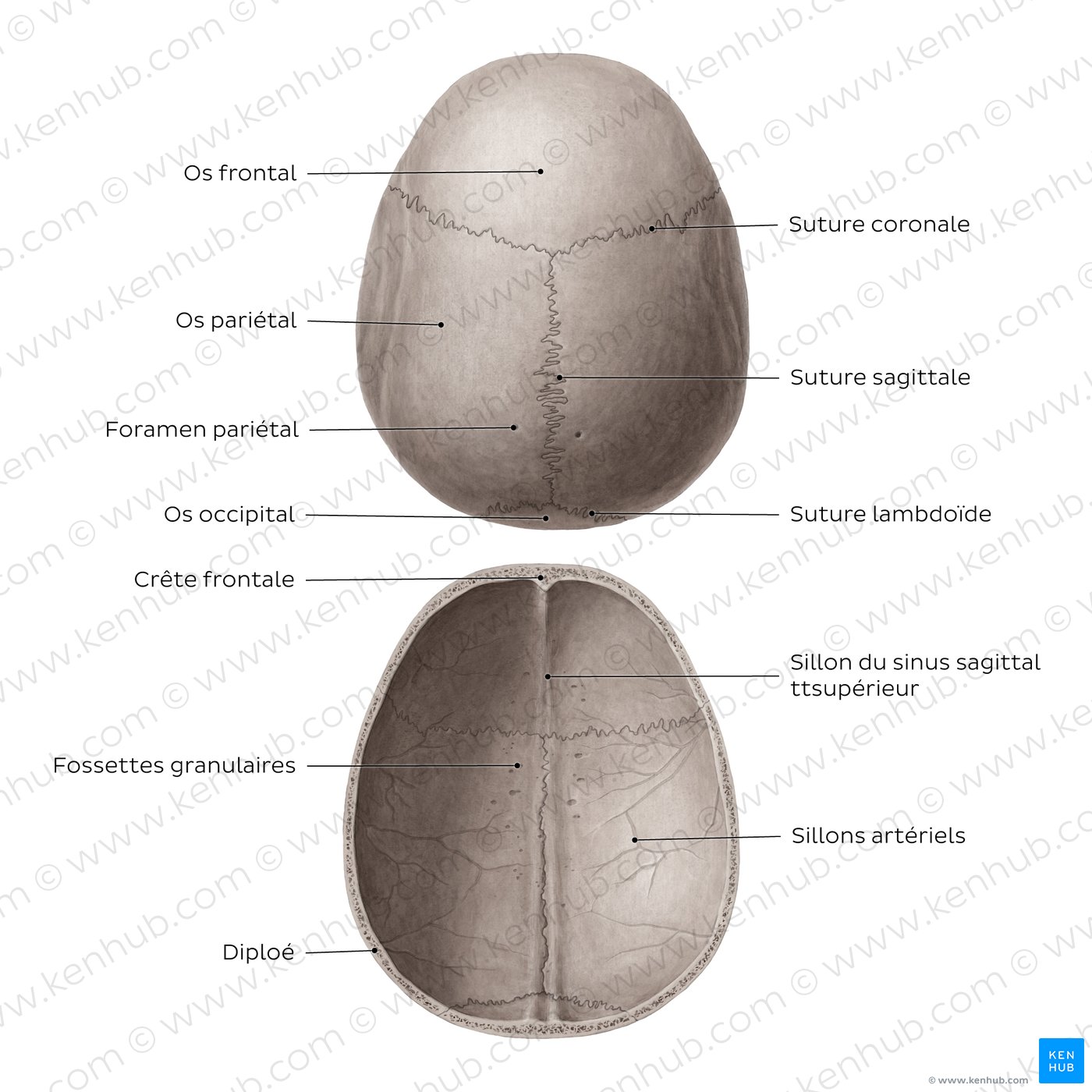 Surfaces and features of the parietal bones