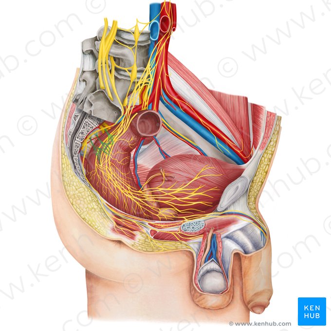 Pelvic splanchnic nerves (Nervi splanchnici pelvici); Image: Irina Münstermann