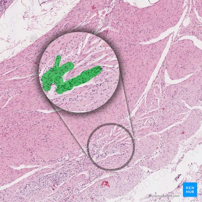 Myenteric plexus (of Auerbach) (Plexus myentericus); Image: 