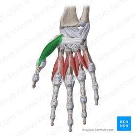 Abductor pollicis brevis muscle (Musculus abductor pollicis brevis); Image: Yousun Koh