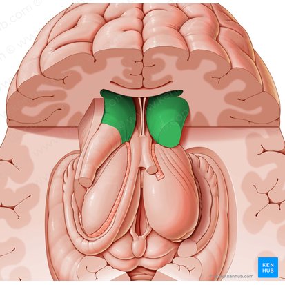 Caput nuclei caudati (Kopf des Schweifkerns); Bild: National Library of Medicine