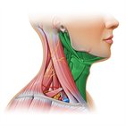 Omoclavicular (subclavian) triangle