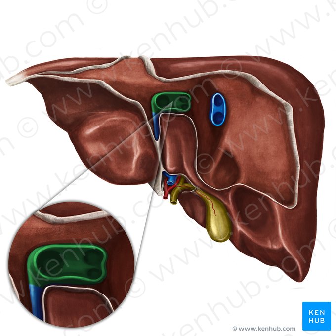 Venas hepáticas izquierdas e intermedias (Venae hepaticae sinistra et intermedia); Imagen: Irina Münstermann