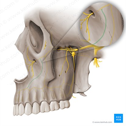 Nervo alveolar superior anterior (Nervus alveolaris superior anterior); Imagem: Paul Kim
