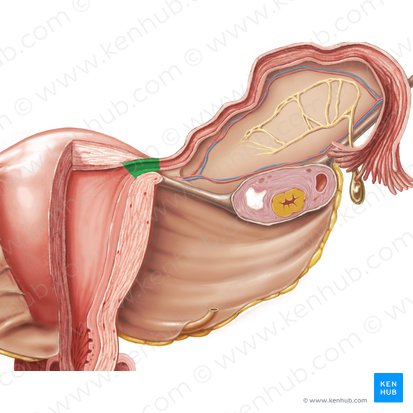 Porção uterina da tuba uterina (Pars uterina tubae uterinae); Imagem: Samantha Zimmerman