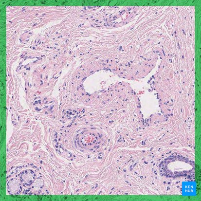 Dense irregular connective tissue; Image: 