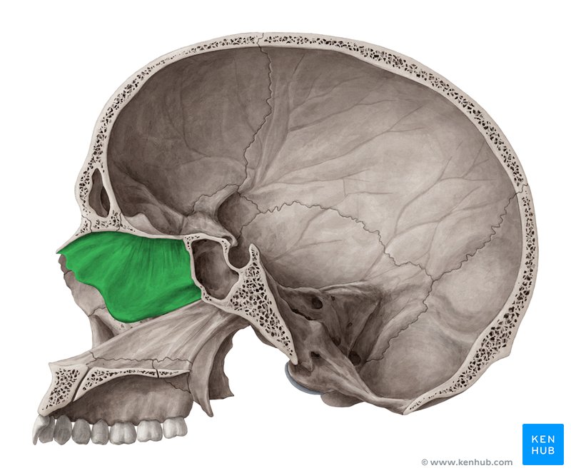 Placa perpendicular do osso etmoide (verde) - vista medial