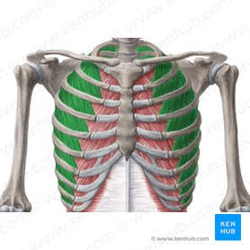 Músculos intercostais externos (Musculi intercostales externi); Imagem: Yousun Koh