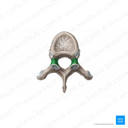 Pedículo do arco vertebral (Pediculus arcus vertebrae); Imagem: Begoña Rodriguez