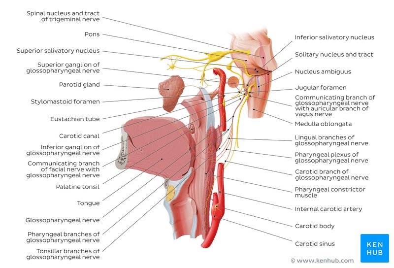 Языкоглоточный блуждающий нерв. Glossopharyngeal nerve Anatomy. Языкоглоточный нерв анатомия схема. Glossopharyngeal nerve Branches. Glossopharyngeal nerve injury.