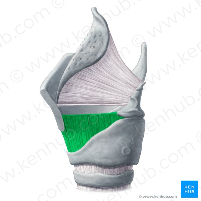 Cone élastique (Conus elasticus); Image : Yousun Koh