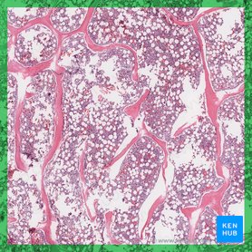 Red bone marrow (Medulla ossium rubra); Image: 