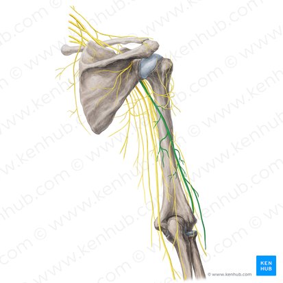 Nerf radial (Nervus radialis); Image : Yousun Koh