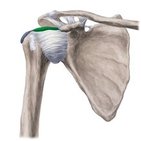 Subacromial bursa