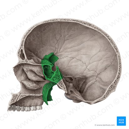 Hueso esfenoides (Os sphenoidale); Imagen: Yousun Koh