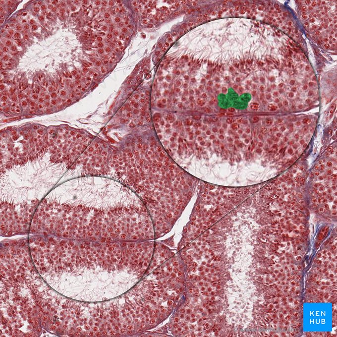 Espermatócitos primários e secundários (Spermatocyti primarii et secundii); Imagem: 