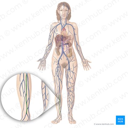 Anterior tibial vein (Vena tibialis anterior); Image: Begoña Rodriguez