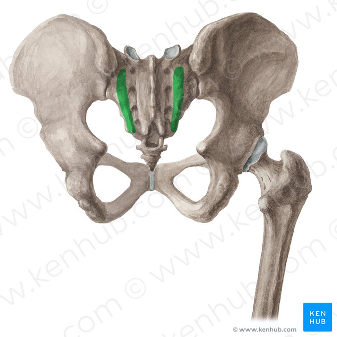 Lateral sacral crest (Crista sacralis lateralis); Image: Liene Znotina