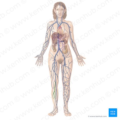 Small saphenous vein (Vena saphena parva); Image: Begoña Rodriguez
