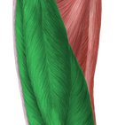 Quadriceps femoris muscle