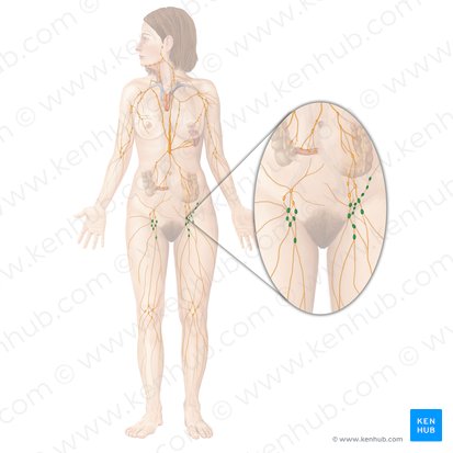 Superficial inguinal lymph nodes (Nodi lymphoidei inguinales superficiales); Image: Begoña Rodriguez