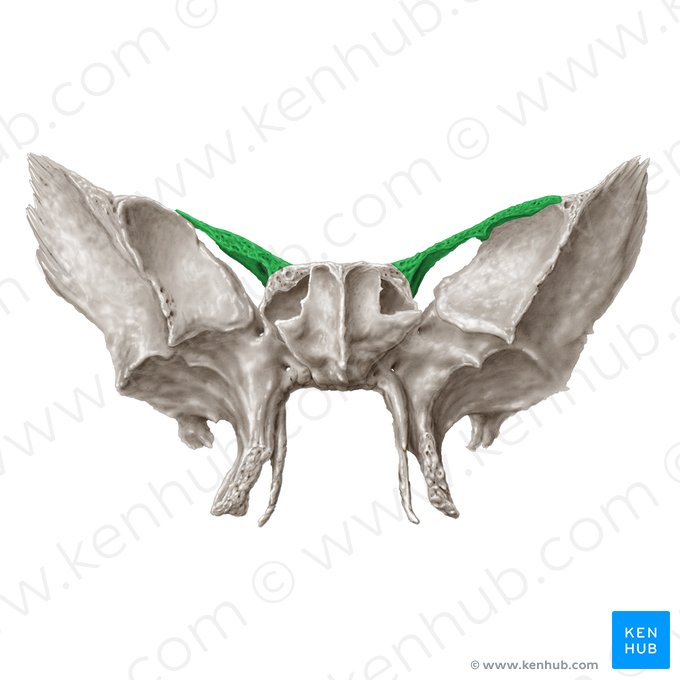 Lesser wing of sphenoid bone (Ala minor ossis sphenoidalis); Image: Samantha Zimmerman