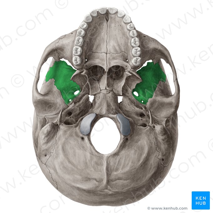 Asa maior do osso esfenoide (Ala major ossis sphenoidalis); Imagem: Yousun Koh