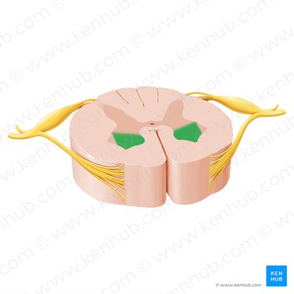 Corno anterior da medula espinal (Cornu anterius medullae spinalis); Imagem: Paul Kim