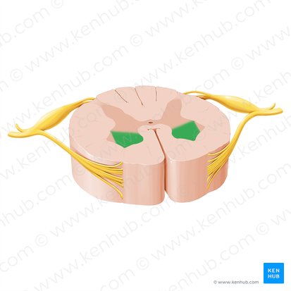 Asta anterior de la médula espinal (Cornu anterius medullae spinalis); Imagen: Paul Kim