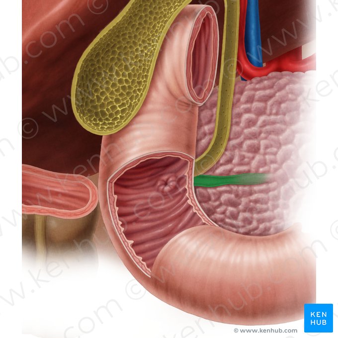 Ducto pancreático (Ductus pancreaticus); Imagem: Samantha Zimmerman