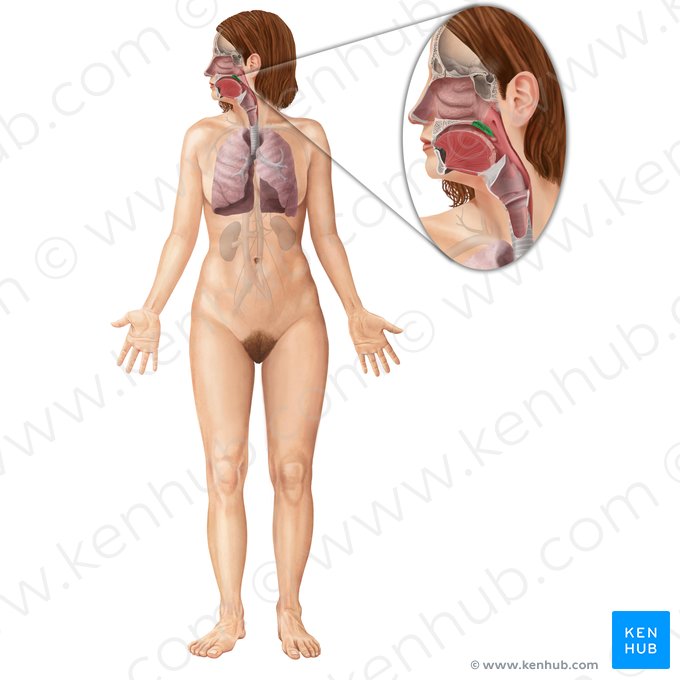 Soft palate (Palatum molle); Image: Begoña Rodriguez