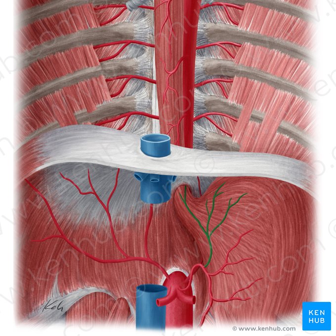 Ramos esofágicos da artéria gástrica esquerda (Rami oesophageales arteriae gastricae sinistrae); Imagem: Yousun Koh