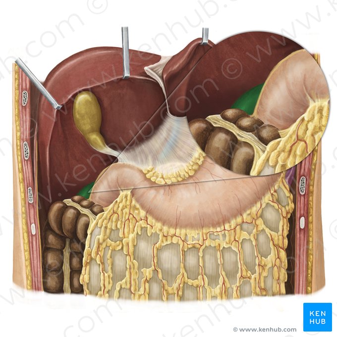 Right kidney (Ren dexter); Image: Irina Münstermann