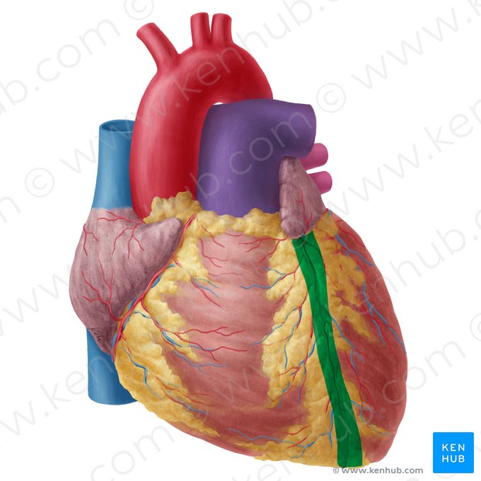 Anterior interventricular sulcus (Sulcus interventricularis anterior); Image: Yousun Koh