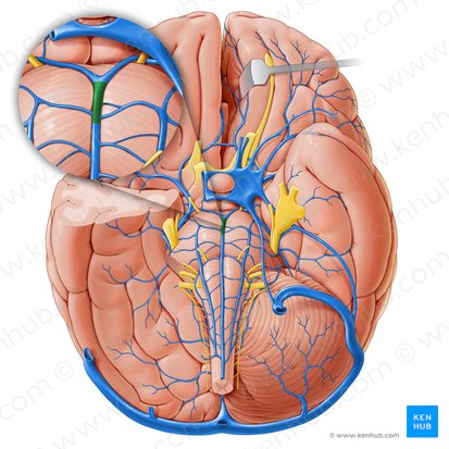 Vena pontomesencefálica (Vena pontomesencephalica); Imagen: Paul Kim