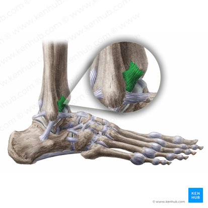 Anterior tibiofibular ligament (Ligamentum tibiofibulare anterius); Image: Paul Kim
