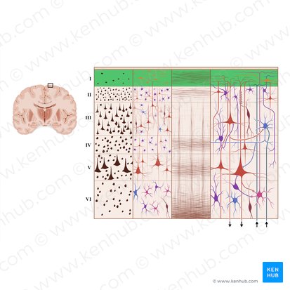 Camada molecular do córtex cerebral (Lamina molecularis); Imagem: Paul Kim