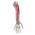 Deep extensors of the forearm