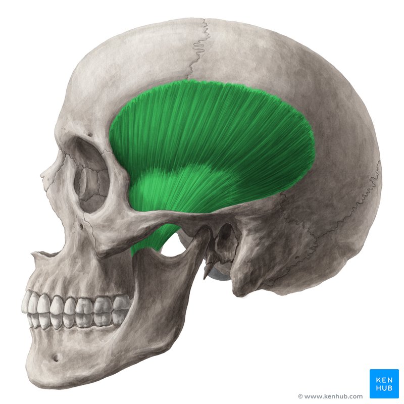 Músculo temporal - vista lateral esquerda