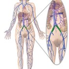 Common iliac vein