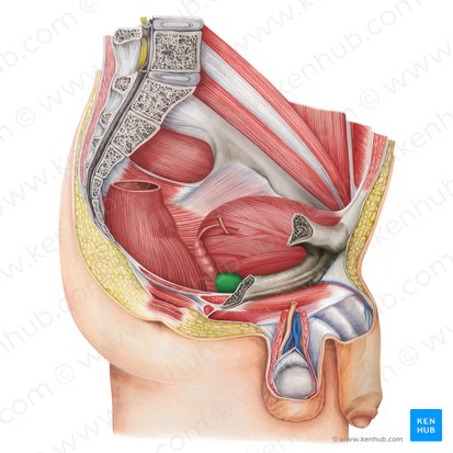 Prostate (Prostata); Image : Irina Münstermann