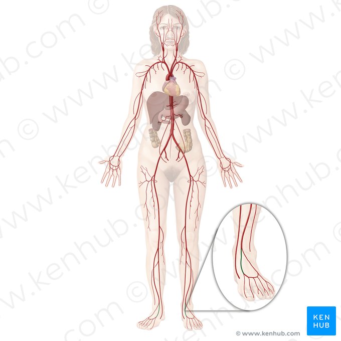Arteria dorsalis pedis (Fußrückenarterie); Bild: Begoña Rodriguez