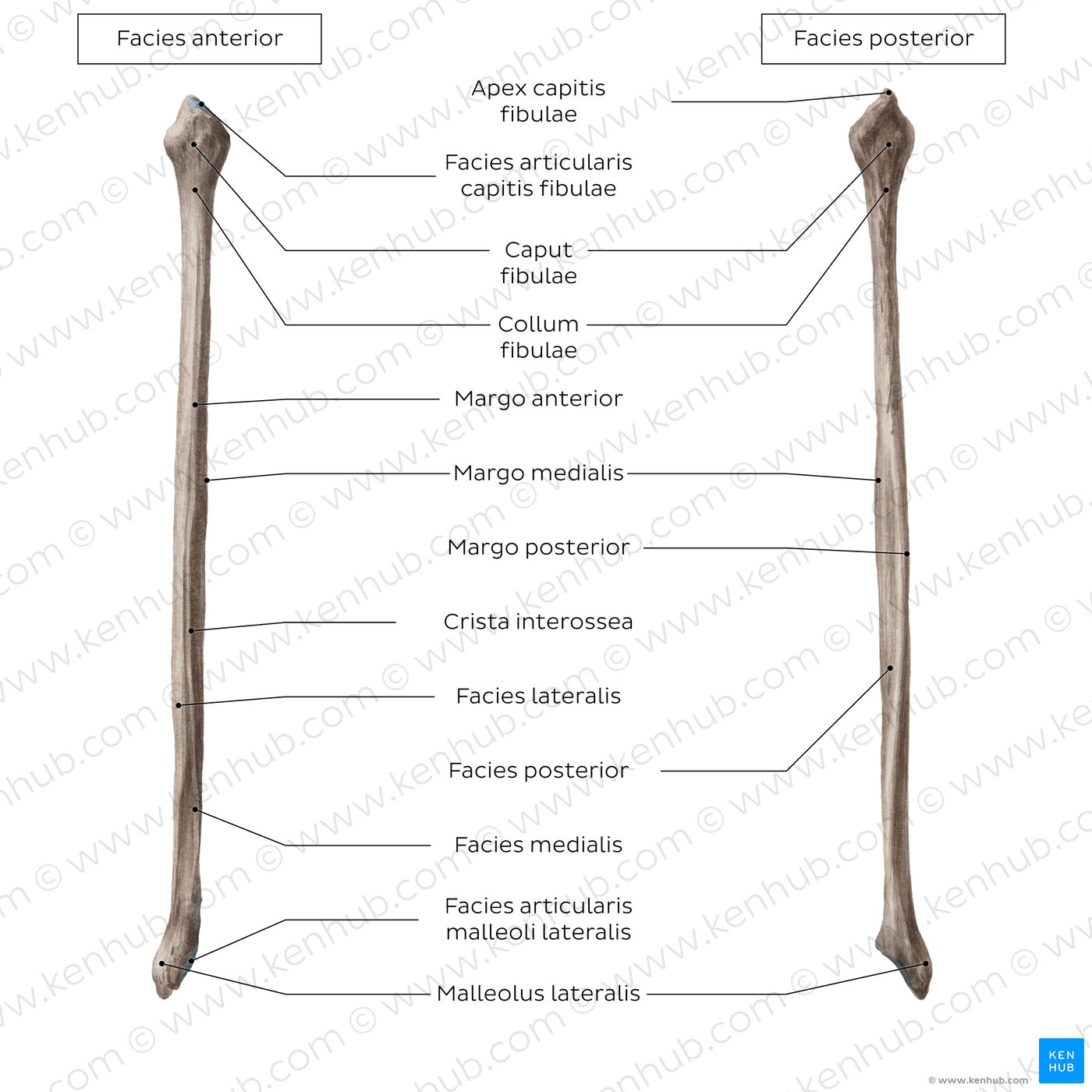 Fibula
