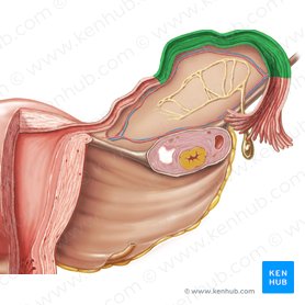 Ampola da tuba uterina (Ampulla tubae uterinae); Imagem: Samantha Zimmerman