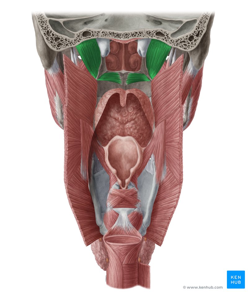 Tensor veli palatini muscle (musculus tensor veli palatini)